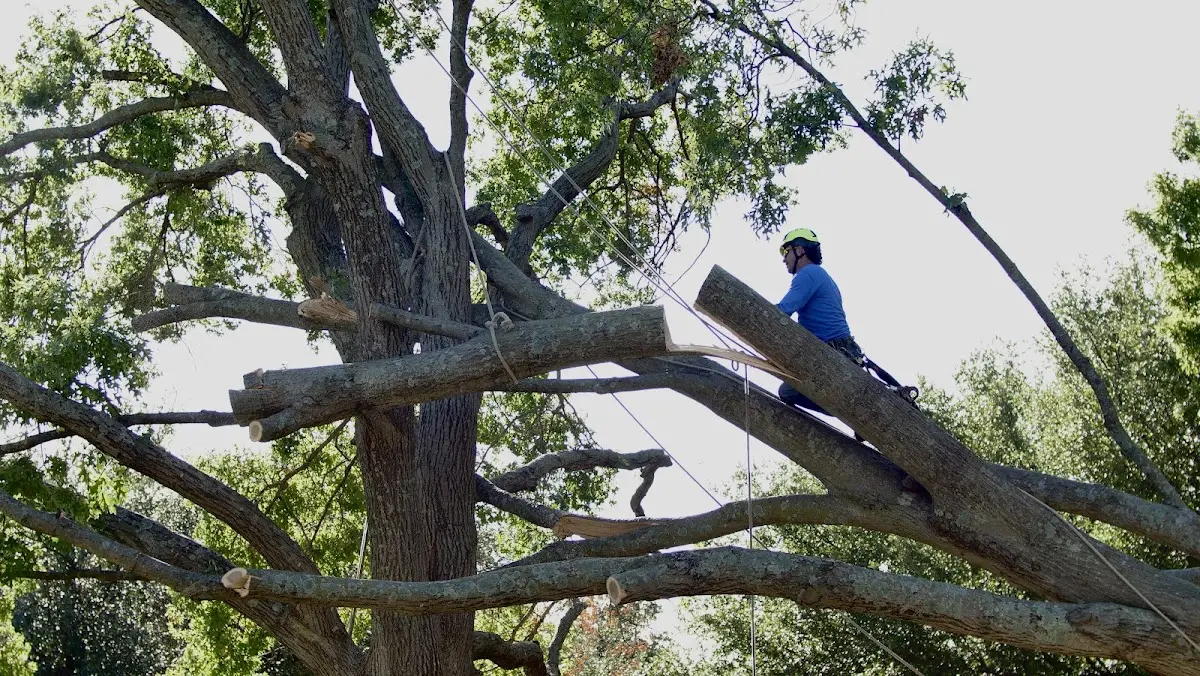 Professional Crown Thinning performed by certified arborists in Gainesville