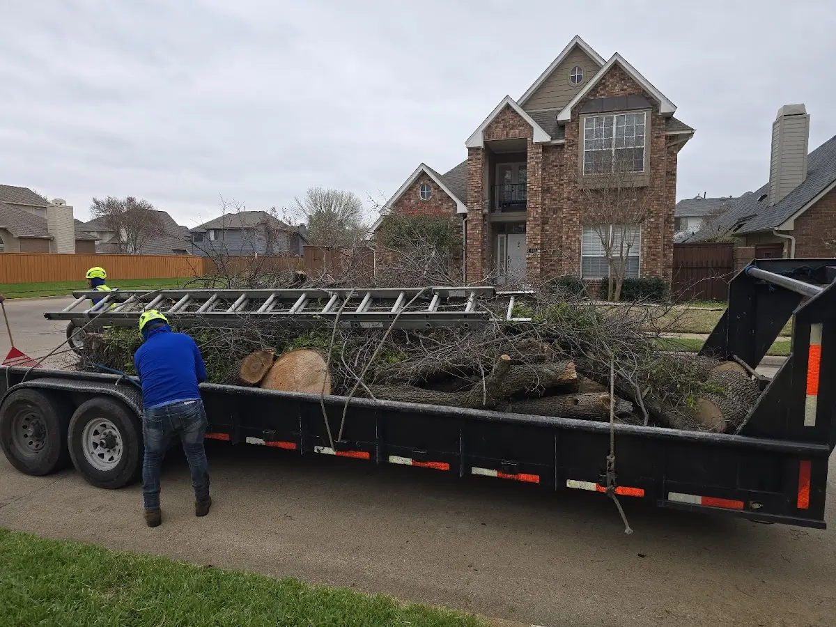 Expert Tree Removal with proper safety equipment in Gainesville